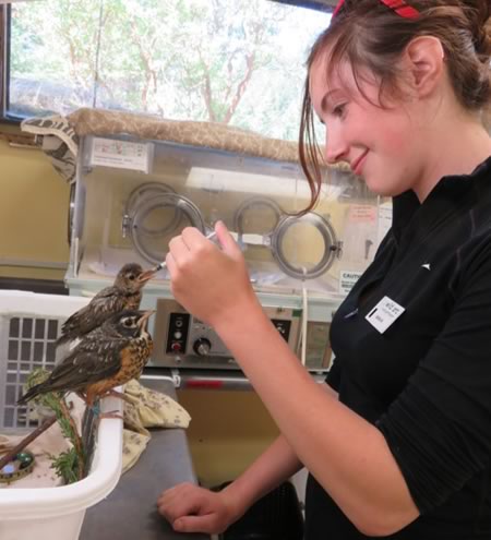 BC SPCA Wild Animal Rehabilitation Centre (Wild ARC)