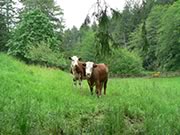 cows