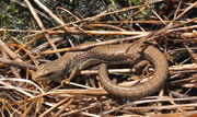 Northern alligator lizard - Elgaria coerulea