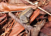 Northern alligator lizard - Elgaria coerulea