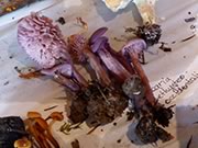 Amethyst Deceiver - Laccaria amethystina