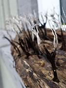 Antler Fungus - Xylaria hypoxylon