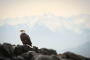 Bald eagle at Race Rocks