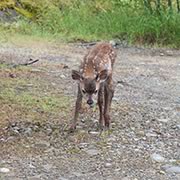 Bambi pleads for you to protect it's habitat