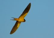 Barn Swallow