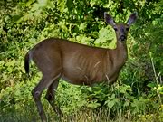 Black-tailed doe
