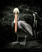 Brown pelican at Race Rocks