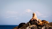 Bull sea lion and family at Race Rocks