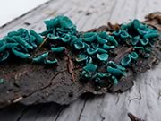 Chlorociboria aeruginosa
