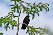 Common Raven