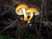 Conifer Tuft - Hypholoma capnoides