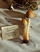Coprinellus micaceus