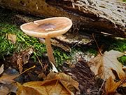 Deer Mushroom - Pluteus exilis