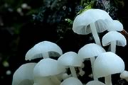Hemimycena