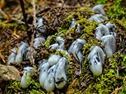 Indian Pipe - Monotropa uniflora