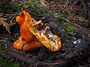 Lobster Mushroom - Hypomyces lactifluorum
