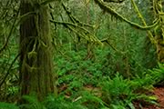 old western redcedar in rainforest setting on Matheson Creek Trail