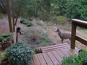 Black-tailed buck and cat
