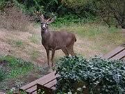 Black-tailed buck