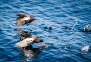 Pigeon guillemots at Race Rocks