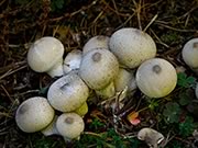 Puffball - Lycoperdon perlatum