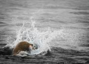 Sea lion catches a salmon at Race Rocks