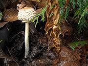 Shaggy Parasol - Chlorophyllum brunneum