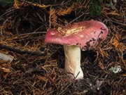 Shrimp Rusula - Russula xerampelina