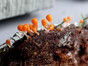 Slime Mold