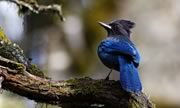 Steller's Jay