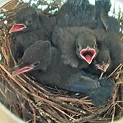 Steller's Jay