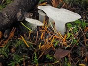 Toothed Jelly Fungus - Pseudohydnum gelatinosum