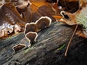 Turkey Tail - Trametes versicolor