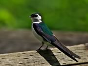 Violet-Green Swallow