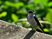 Violet-Green Swallow