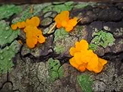Witch's Butter - Tremella mesenterica