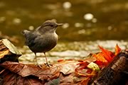 American Dipper