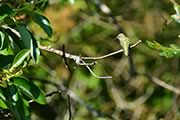 Anna's hummingbird