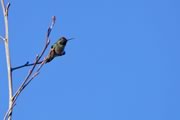 Anna's hummingbird