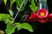 Anna's hummingbird