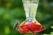 Anna's hummingbird