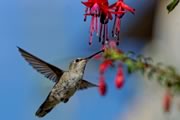Anna's hummingbird