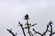 Anna's hummingbird