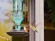 Anna's hummingbird