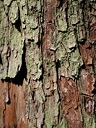 arbutus tree bark