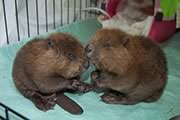 baby Beavers in care