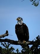 Bald Eagle