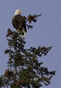 Bald Eagle