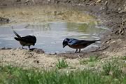 Barn Swallows
