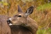 deer bathing